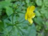 Common Buttercup (Ranunculus acris)