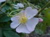 Multiflora Rose (Rosa multiflora)
