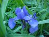 Blue Flag (Iris versicolor) (from flagge, the old English for 'rush'  or 'reed')