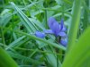 Blue Flag (Iris versicolor)