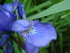 Blue Flag (Iris versicolor)