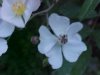 Multiflora Rose (Rosa multiflora)