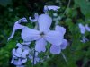 Dame's Rocket; Dame's Violet; Mother-of-the-Evening (Hesperis matronalis)