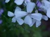 Dame's Rocket; Dame's Violet; Mother-of-the-Evening (Hesperis matronalis)