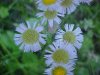 Philadelphia Fleabane (Erigeron philadelphicus)A