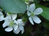 Allegheny Blackberry  (Rubus allegheniensis porter agg)