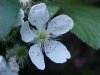 Allegheny Blackberry  (Rubus allegheniensis porter agg)