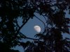 Moonscapes of LDEO, Columbia Univ., Palisades, N.Y., USA