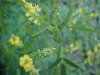Yellow Sweet Clover (Melilotus officinalis)