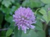 Red Clover (Trifolium pratense)