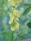 Yellow Sweet Clover (Melilotus officinalis)