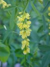 Yellow Sweet Clover (Melilotus officinalis)