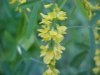 Yellow Sweet Clover (Melilotus officinalis)