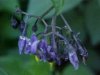 Bittersweet Nightshade; Climbing Nightshade; Deadly Nightshade (Solanum dulcamara)
