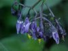 Bittersweet Nightshade; Climbing Nightshade; Deadly Nightshade (Solanum dulcamara)