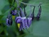 Bittersweet Nightshade; Climbing Nightshade; Deadly Nightshade (Solanum dulcamara)