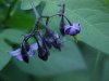 Bittersweet Nightshade; Climbing Nightshade; Deadly Nightshade (Solanum dulcamara)