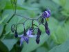 Bittersweet Nightshade; Climbing Nightshade; Deadly Nightshade (Solanum dulcamara)