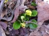 Downy Yellow Violet (Viola pubescens)