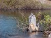 Beavered tree stump at Crane Mountain Pond, Adirondack Park