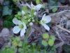 Possible Cuckoo Flower (Cardamine pratensis) or Common Strawberry (Fragaria virginiana)