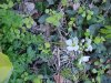 Possible Cuckoo Flower (Cardamine pratensis) or Common Strawberry (Fragaria virginiana)