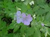 Wild Geranium; Crane's Bill (Geranium maculatum)