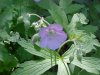 Wild Geranium; Crane's Bill (Geranium maculatum)