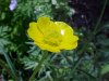 Common Buttercup (Ranunculus acris)
