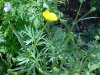 Common Buttercup (Ranunculus acris)