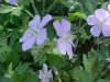 Wild Geranium; Crane's Bill (Geranium maculatum)