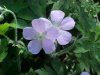 Wild Geranium; Crane's Bill (Geranium maculatum)