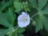 Wild Geranium; Crane's Bill (Geranium maculatum)