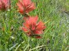 Indian Paintbrush