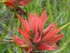 Indian Paintbrush