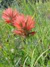 Indian Paintbrush