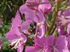 Fireweed; Blooming Sally (Epilobium angustfolium L)