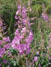 Fireweed; Blooming Sally (Epilobium angustfolium L)