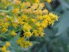 Canadian Goldenrod (Solidago canadensis)
