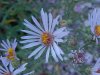 Purple Aster (Machaeranthera canescens)