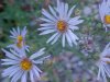 Purple Aster (Machaeranthera canescens)
