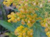 Canadian Goldenrod (Solidago canadensis)