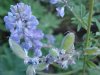 Wyeth Lupine (Lupinus wyethii S. Wats.)