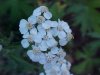 Common Yarrow (Achillea millefolium)