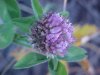 Red Clover (Trifolium pratense)