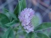 Red Clover (Trifolium pratense)