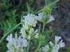 Possible Goatsrue (Galega officinalis) or Silky Crazyweed; Locoweed (Oxytropis sericea)