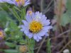 Purple Aster (Machaeranthera canescens)