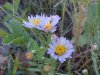 Purple Aster (Machaeranthera canescens)