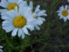 Oxeye Daisy (Leucanthemum vulgare; Chrysanthemum leucanthemum)
